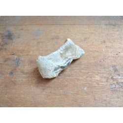 Deinotherium giganteum fragment de molar Pliocen (Meotian) Cimislia