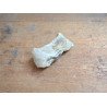 Deinotherium giganteum fragment de molar Pliocen (Meotian) Cimislia