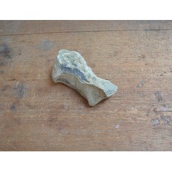 Deinotherium giganteum fragment de molar Pliocen (Meotian) Cimislia