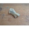 Deinotherium giganteum fragment de molar Pliocen (Meotian) Cimislia
