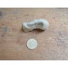 Deinotherium giganteum fragment de molar Pliocen (Meotian) Cimislia