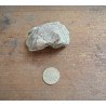Helladotherium duvernoyi maxilar superior Pliocen (Meotian) Cimislia