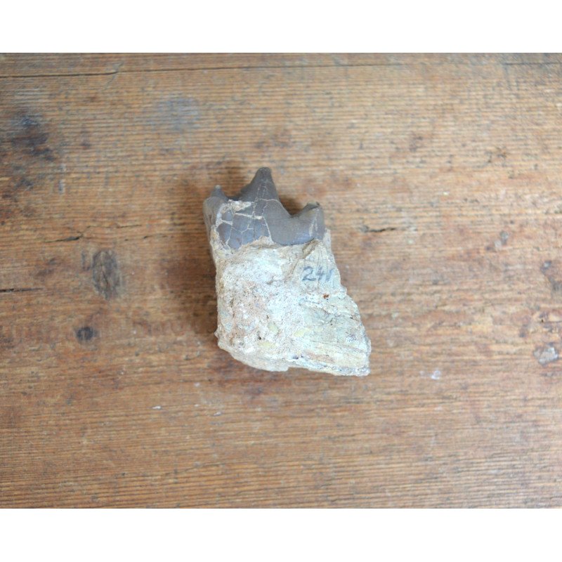 Subhyracodon occidentalis mandibula inferioara South Dakota SUA Oligocen