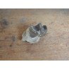 Subhyracodon occidentalis mandibula inferioara South Dakota SUA Oligocen