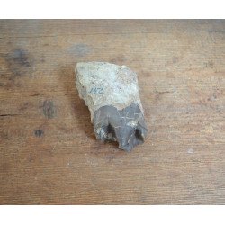 Subhyracodon occidentalis mandibula inferioara South Dakota SUA Oligocen