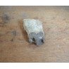 Subhyracodon occidentalis mandibula inferioara South Dakota SUA Oligocen
