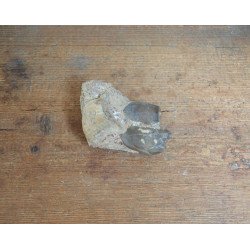 Subhyracodon occidentalis mandibula inferioara South Dakota SUA Oligocen