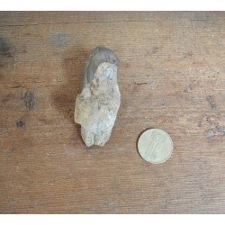 Subhyracodon occidentalis mandibula inferioara South Dakota SUA Oligocen