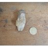 Subhyracodon occidentalis mandibula inferioara South Dakota SUA Oligocen