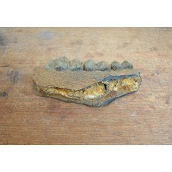 Mandibula de ierbivor Pliocen