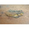 Mandibula de ierbivor Pliocen