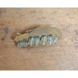 Mandibula de ierbivor Pliocen