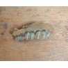 Mandibula de ierbivor Pliocen