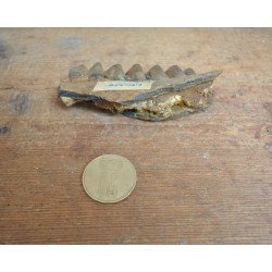 Mandibula de ierbivor Pliocen