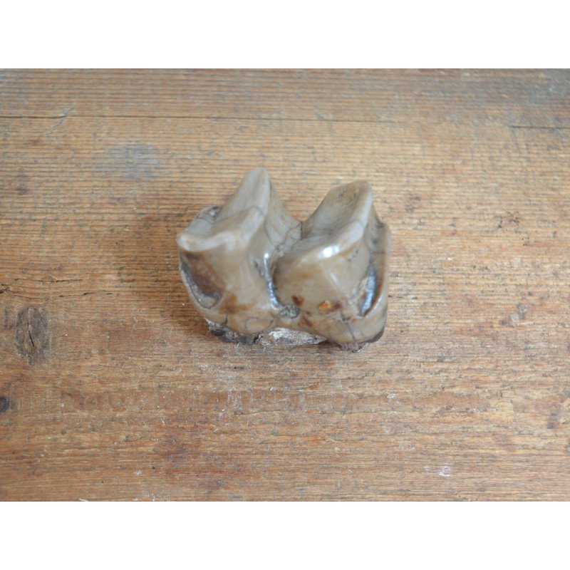 Molar de Lophiodon sp. Eocen Romania