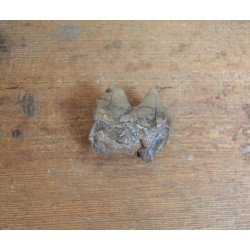 Molar de Lophiodon sp. Eocen Romania