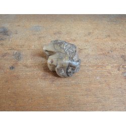 Molar de Lophiodon sp. Eocen Romania