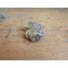Molar de Lophiodon sp. Eocen Romania
