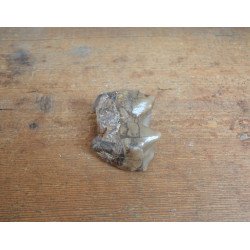 Molar de Lophiodon sp. Eocen Romania
