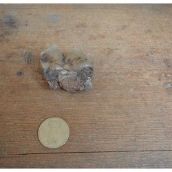 Molar de Lophiodon sp. Eocen Romania