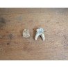 2 molari de Bovoidea Pliocen