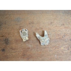 2 molari de Bovoidea Pliocen