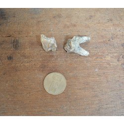 2 molari de Bovoidea Pliocen