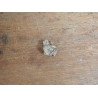 Tragoceras spectabilis molar Pliocen