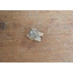 Tragoceras spectabilis molar Pliocen