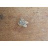Tragoceras spectabilis molar Pliocen