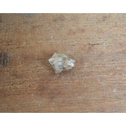 Tragoceras spectabilis molar Pliocen