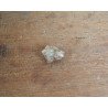 Tragoceras spectabilis molar Pliocen