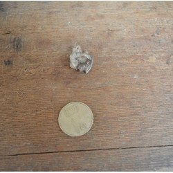 Tragoceras spectabilis molar Pliocen
